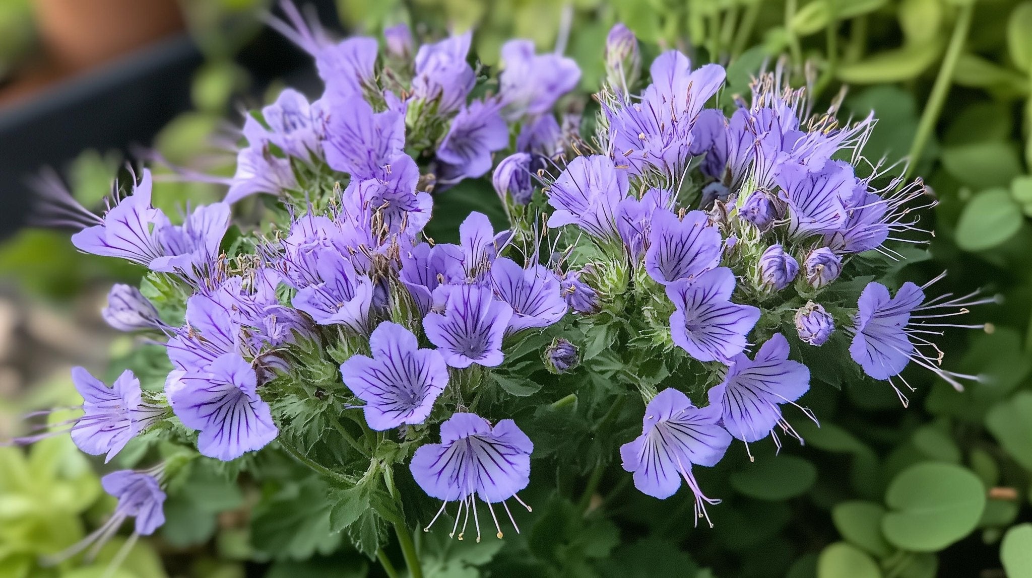 Bienenfreund Samen - BLOMEA.de