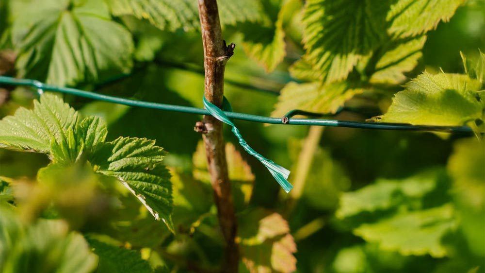 Bindedraht - Blomea.de