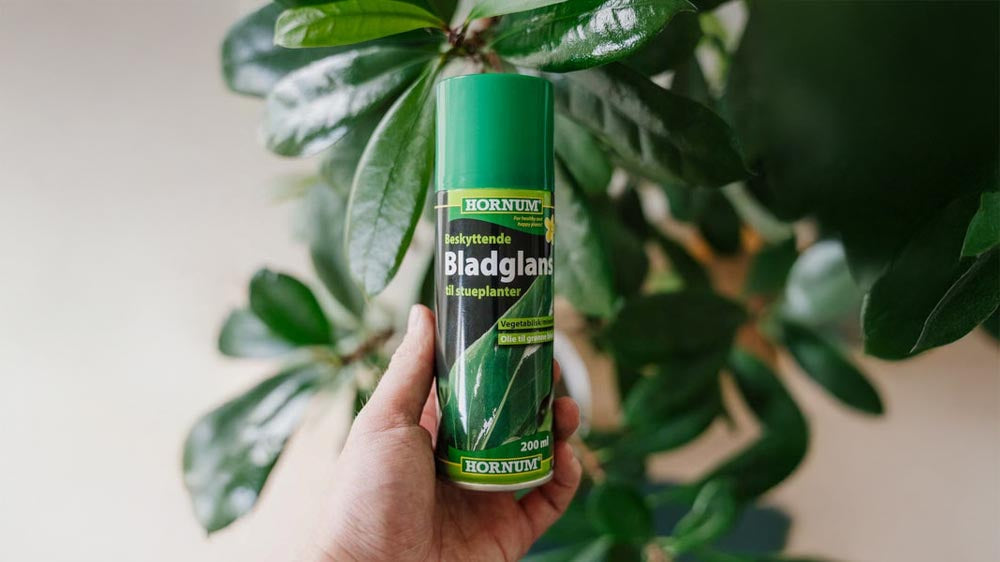 Blattglanz - Blomea.de