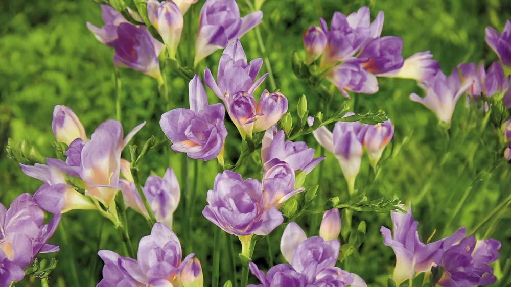 Blaue Freesien - Blomea.de