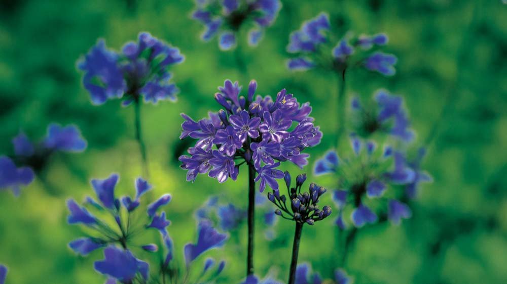 Blaue Schmucklilien - Blomea.de
