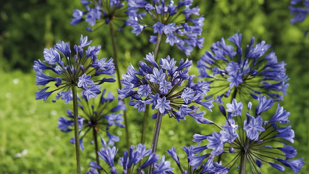 Blaue Stauden - Blomea.de