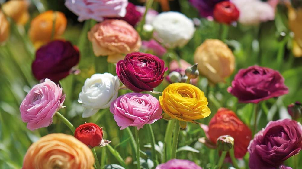 Blumenknollen - Blomea.de