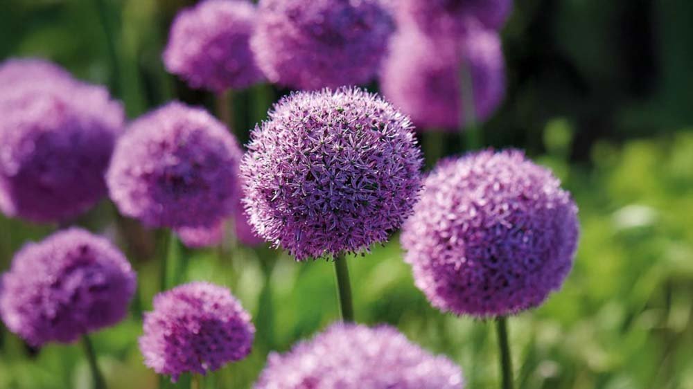 Blumenzwiebeln - Blomea.de