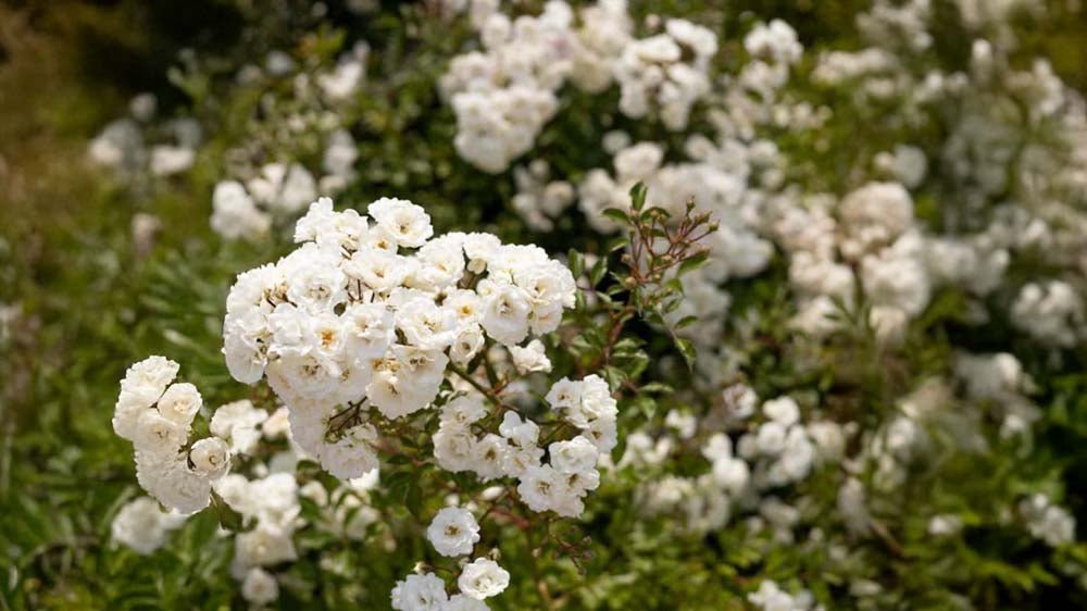 Bodendeckerrosen - Blomea.de