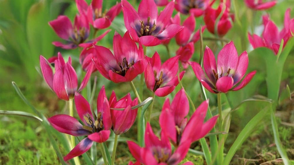 Botanische Tulpen - Blomea.de