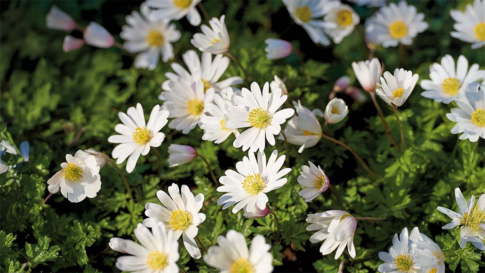 Buschwindröschen - BLOMEA.de