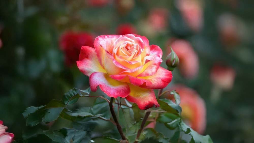 Duftrosen - Blomea.de