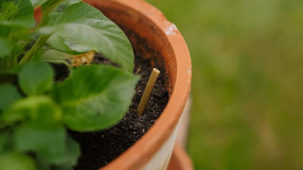 Dünger für topfpflanzen - Blomea.de