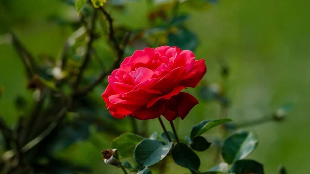 Edelrosen - Blomea.de