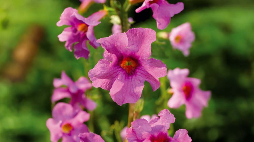 Freilandgloxinie - Blomea.de