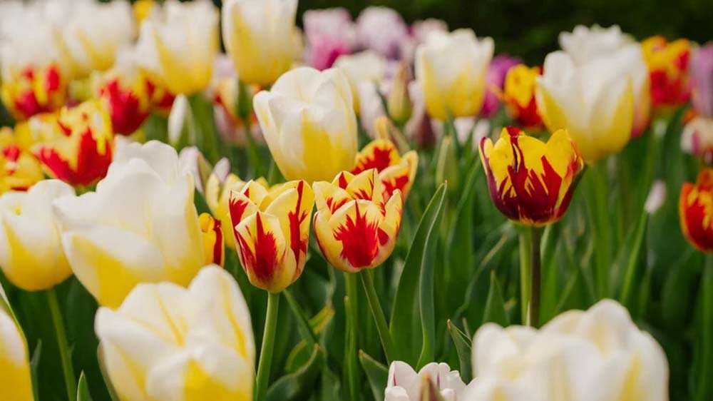 Frühlingsblumen für Kübel - Blomea.de