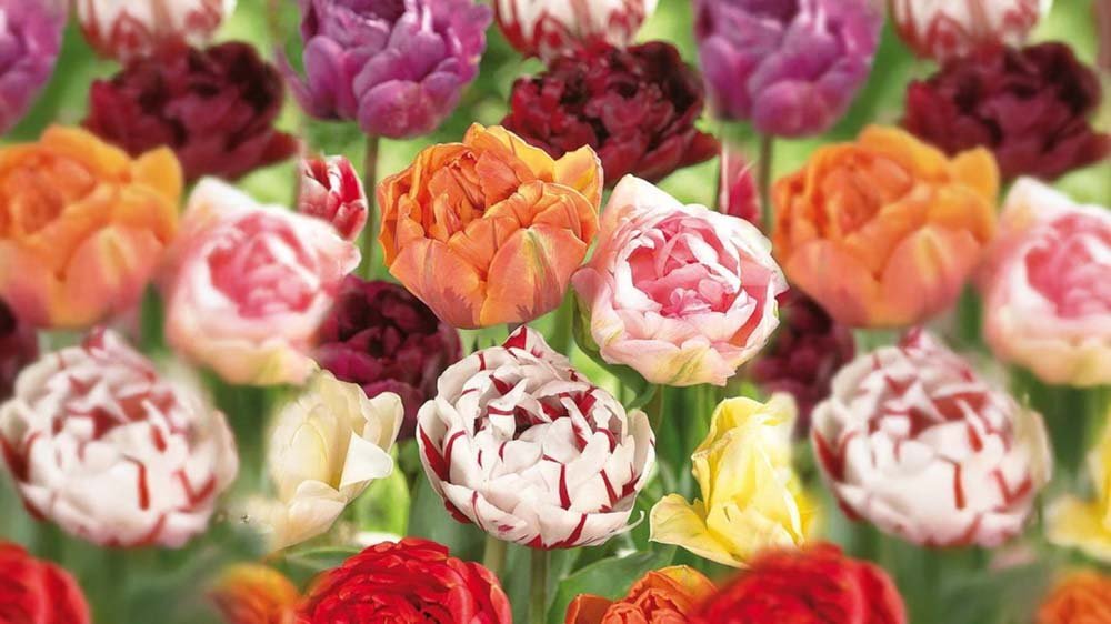 Frühlingsblumenzwiebeln - Blomea.de