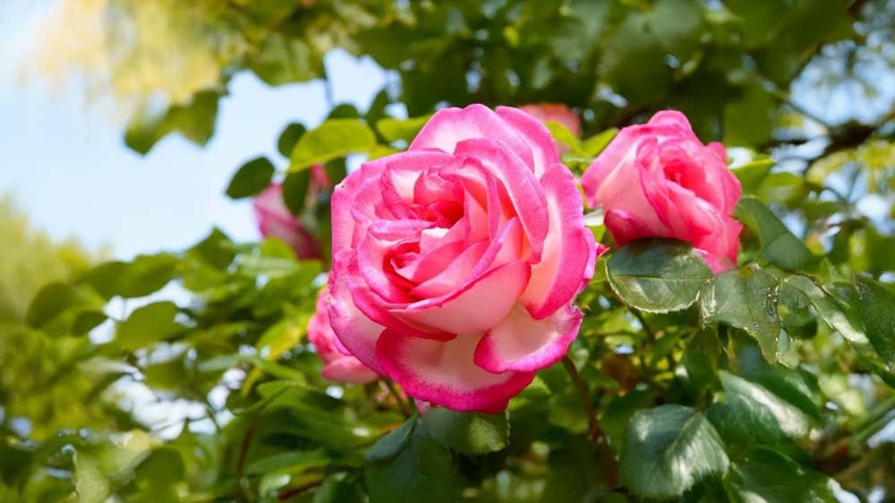 Gartenrosen - Blomea.de