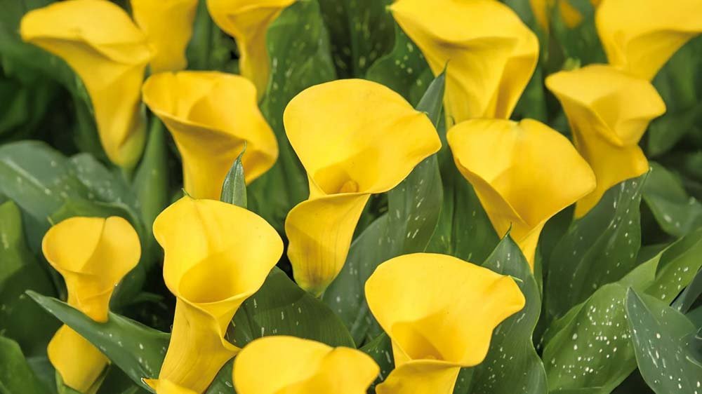 Gelbe Freesien - Blomea.de