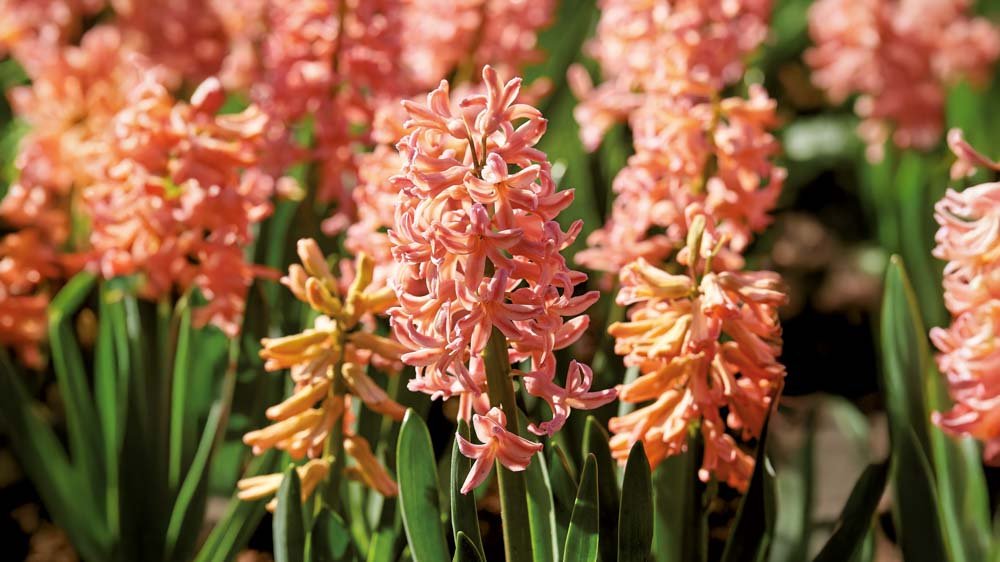 Gelbe hyazinthen - BLOMEA.de