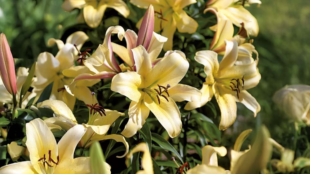 Gelbe Lilien - Blomea.de