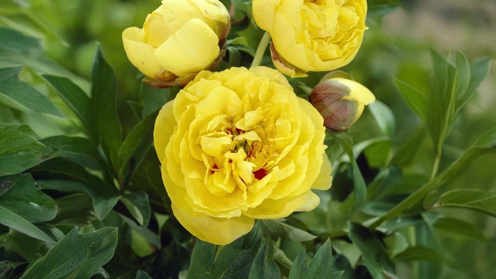 Gelbe Pfingstrosen - Blomea.de