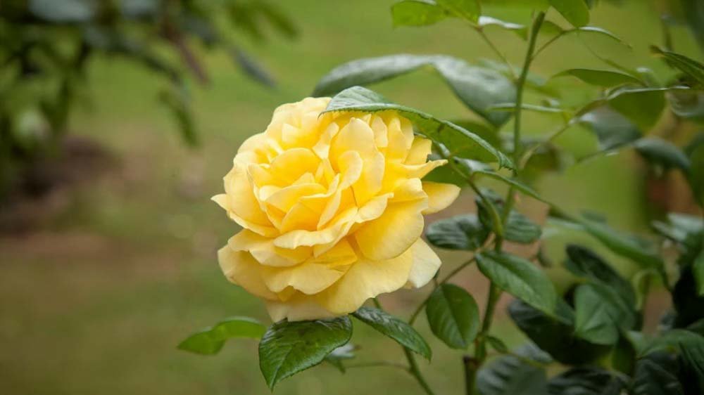 Gelbe Rosen - Blomea.de