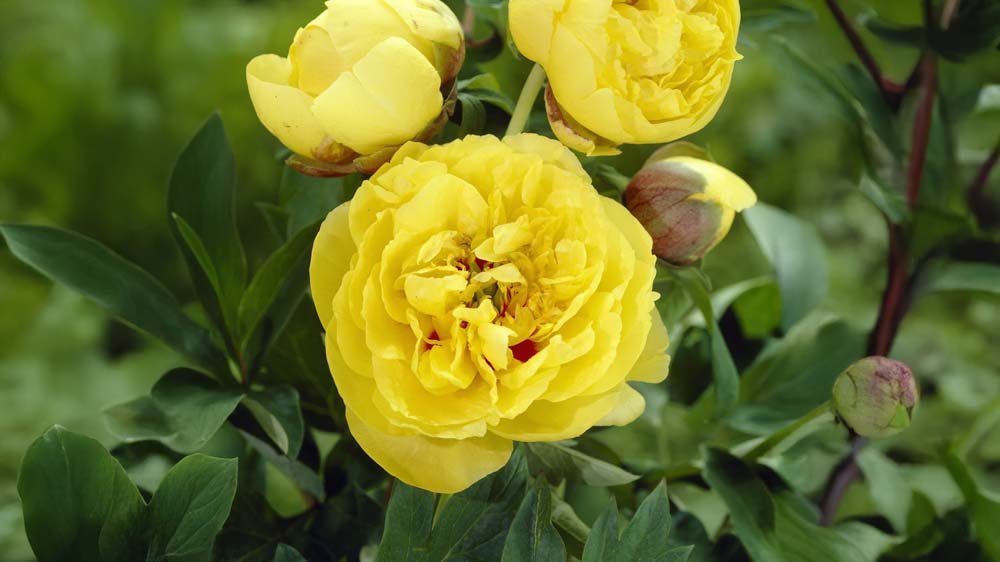 Gelbe Stauden - Blomea.de