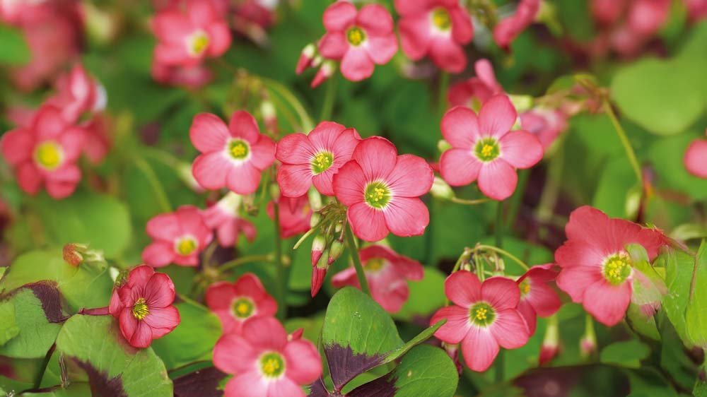 Glücksklee - Blomea.de