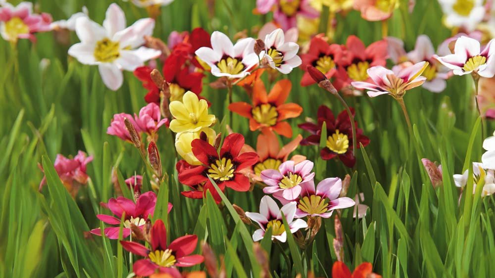 Harlekinblumen - Blomea.de