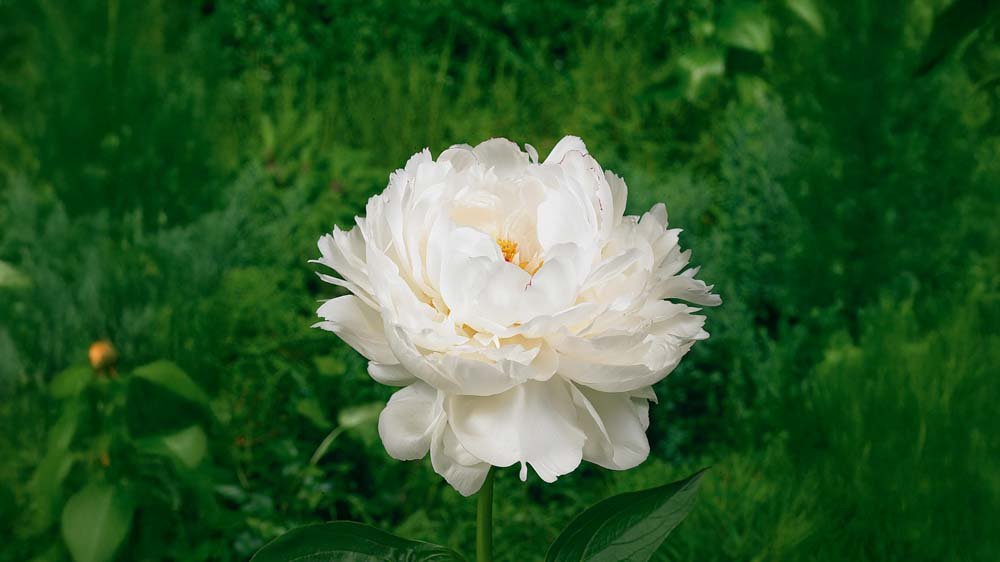 Herbstblühende Stauden - Blomea.de