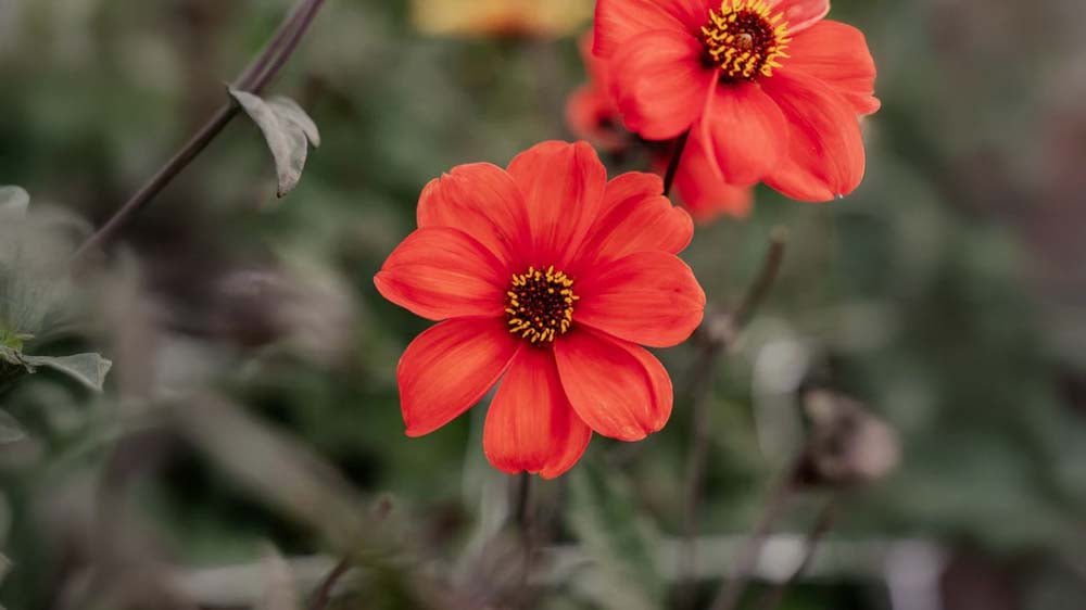 Herbstblumen - Blomea.de