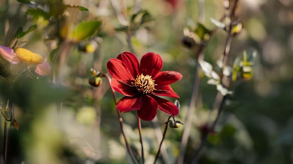 Herbstblumen für Kübel - Blomea.de