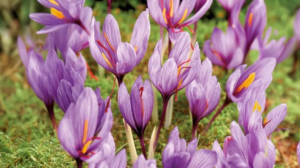 Herbstblumenzwiebeln - Blomea.de