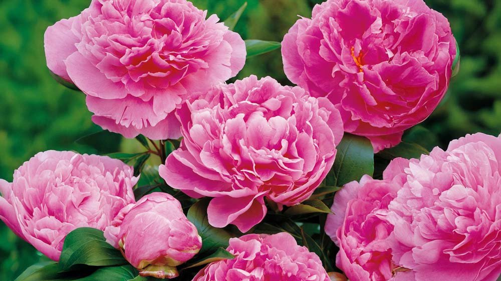 Hohe Stauden - Blomea.de