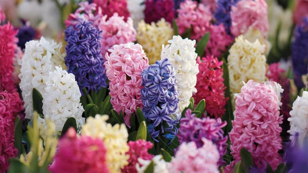 Hyazinthen draußen - Blomea.de