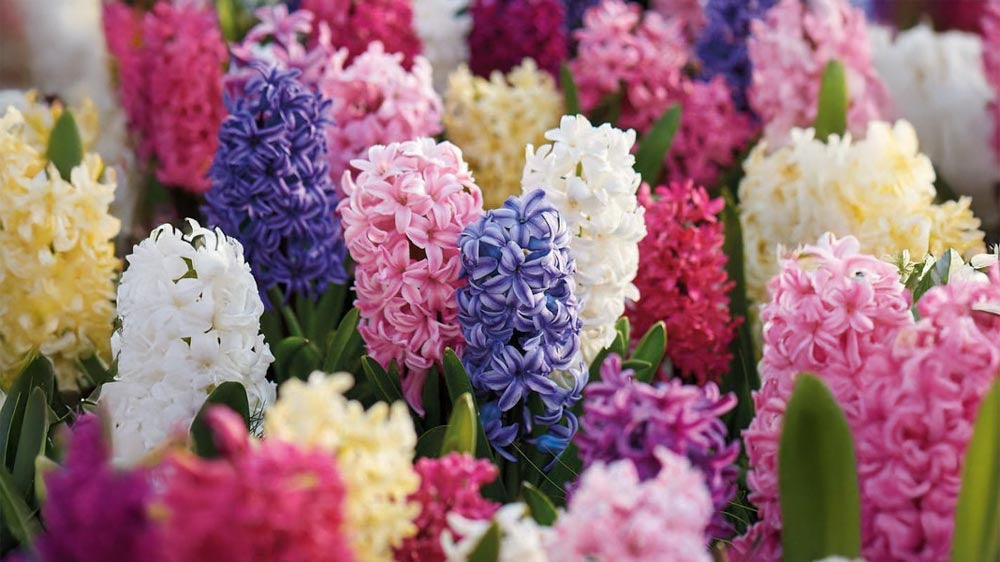 Hyazinthen drinnen - Blomea.de