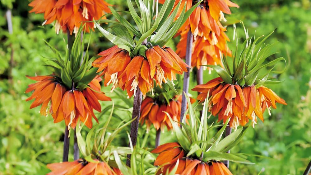 Kaiserkrone weiß - BLOMEA.de