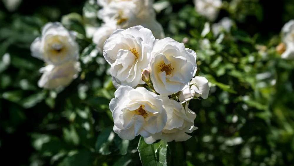 Kletterrosen - Blomea.de