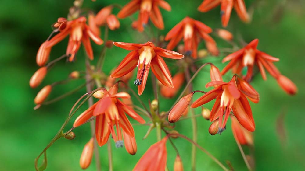 Korallentröpfchen - Blomea.de