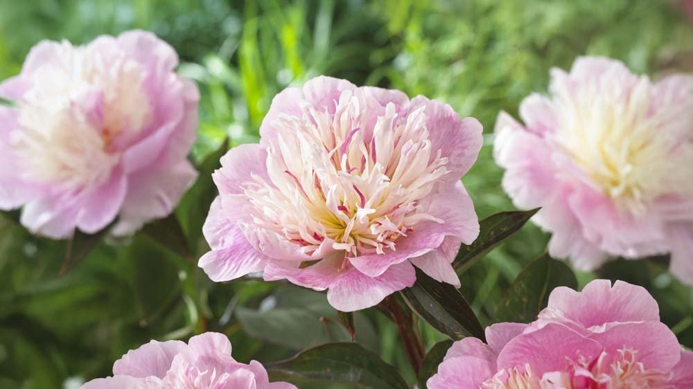 Lila Stauden - Blomea.de