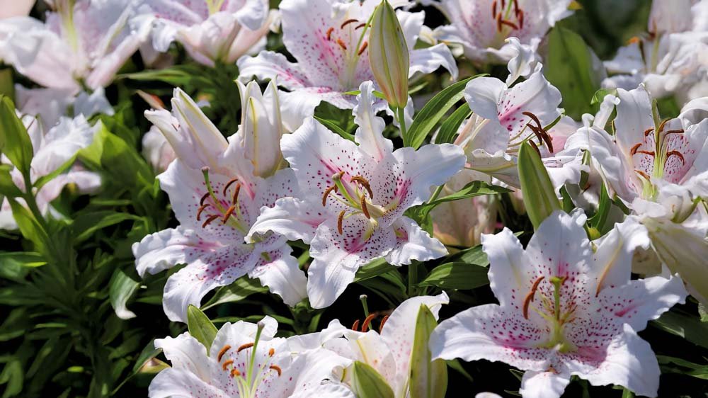 Lilien - Blomea.de