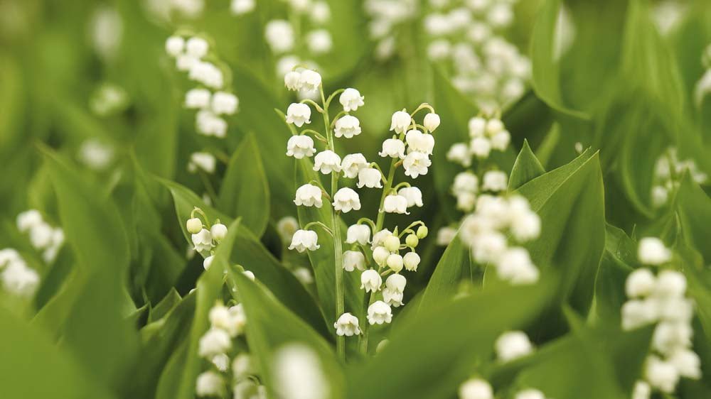 Maiglöckchen - Blomea.de