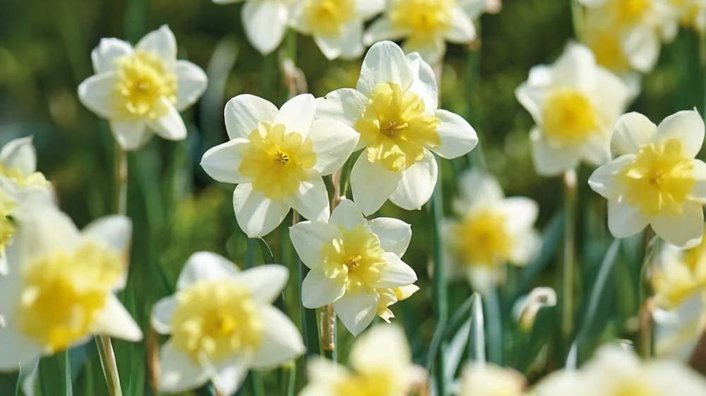 Mehrjährige Blumenzwiebeln - Blomea.de