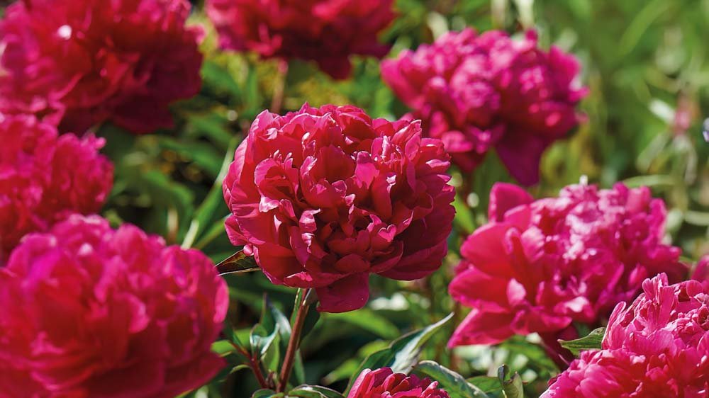 Mehrjährige Stauden - Blomea.de