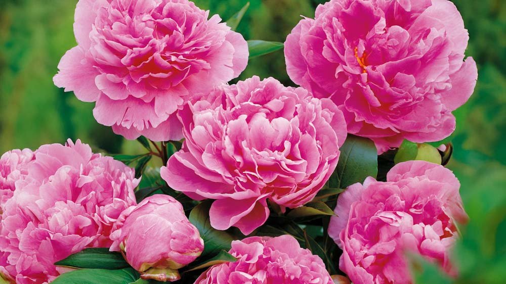 Niedrige Stauden - Blomea.de