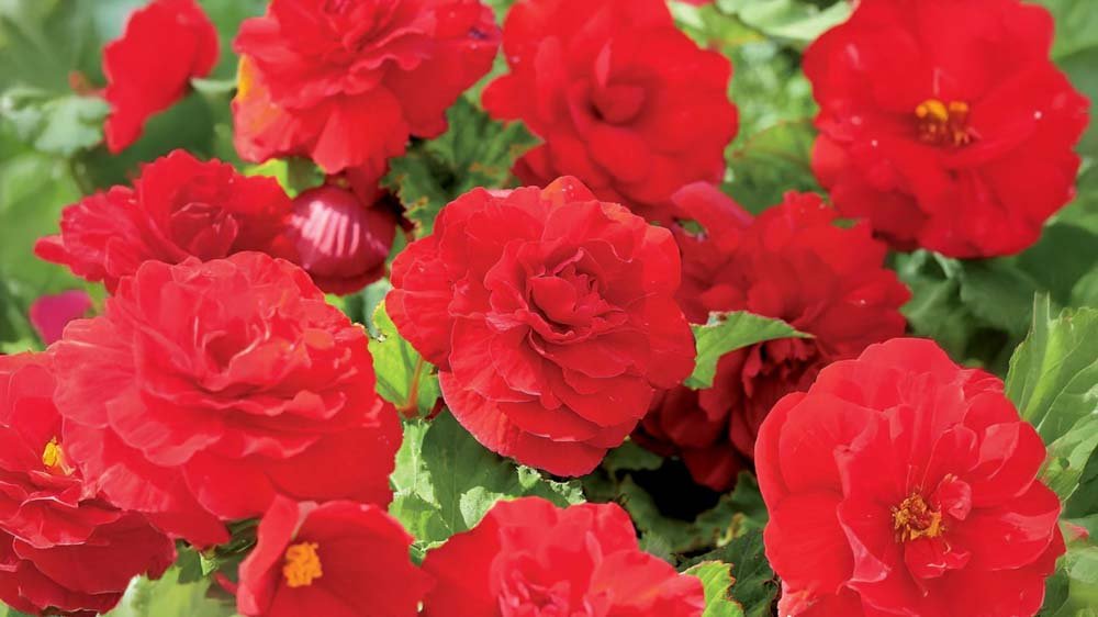 Orange Begonien - Blomea.de