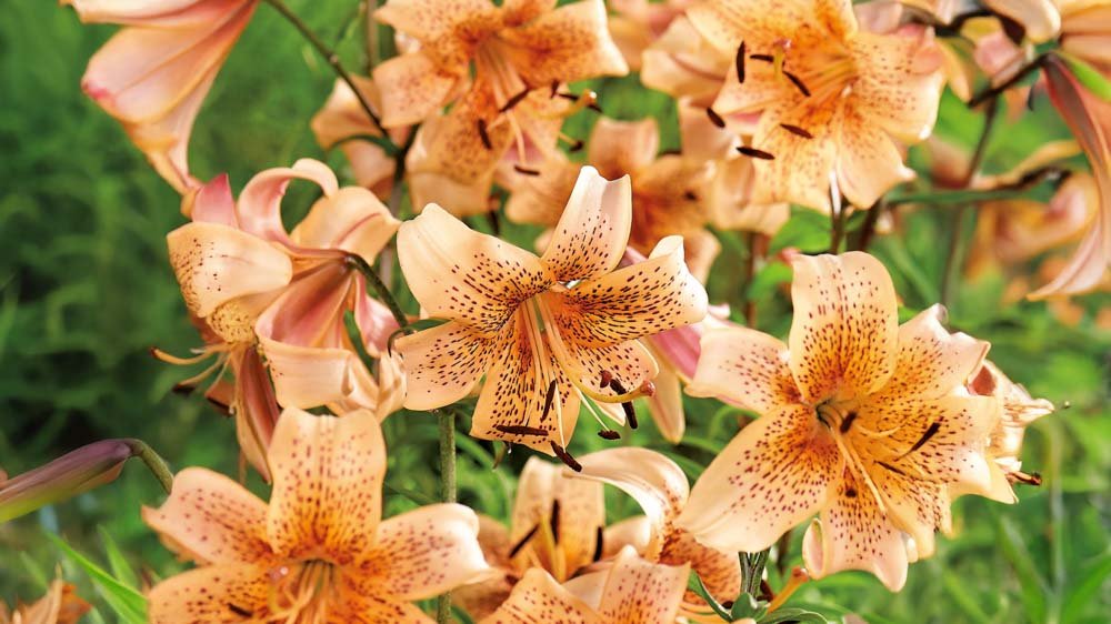 Orange Lilien - Blomea.de