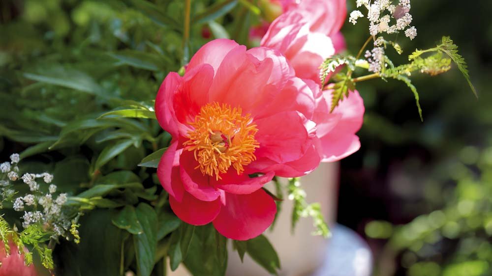 Orange Stauden - Blomea.de