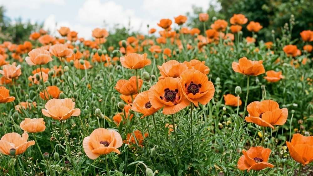 Oranger mohn - Blomea.de