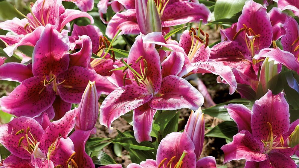 Orientalische Lilien - Blomea.de