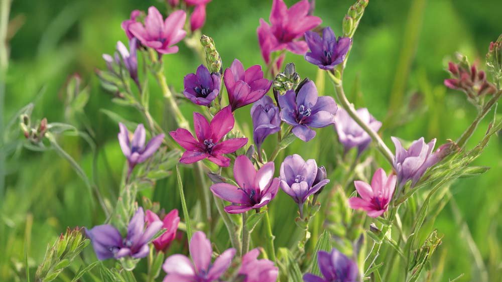 Pavianblume - Blomea.de