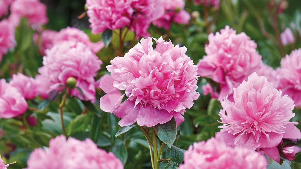 Pfingstrosen - Blomea.de