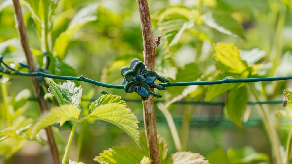 Pflanzenclips - Blomea.de